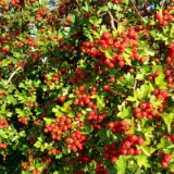 1908F 018 Schleswig Holstein